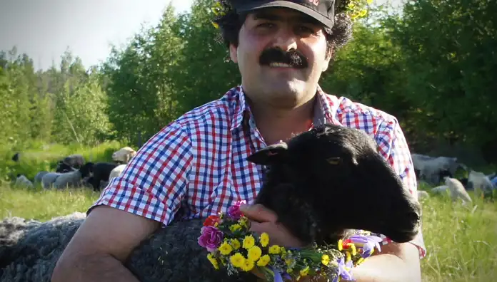 Bilden visar en man med en mustasch och en blommig krans på huvudet som håller ett svart får i sina armar. Han bär en röd, vit och blå-rutigt skjorta och ser nöjd ut. Fåret har också en blomsterkrans runt halsen. I bakgrunden syns en grönskande betesmark med en flock får. Miljön är lantlig och idyllisk, vilket ger en känsla av harmoni mellan djur och människa.