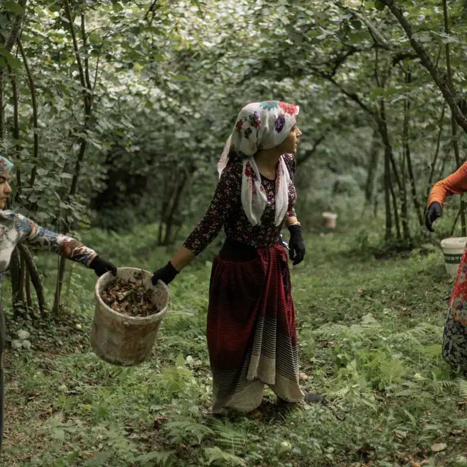 Kvinna som bär en korg av hasselnötter, från skörden i september 2021 i Avellas egen lund.