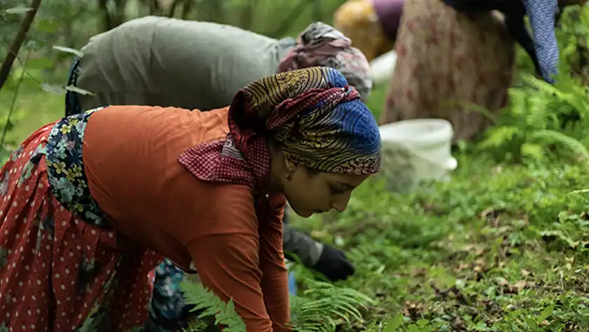 Kvinnor som plockar hasselnötter, från skörden i september 2021 i Avellas egen lund.