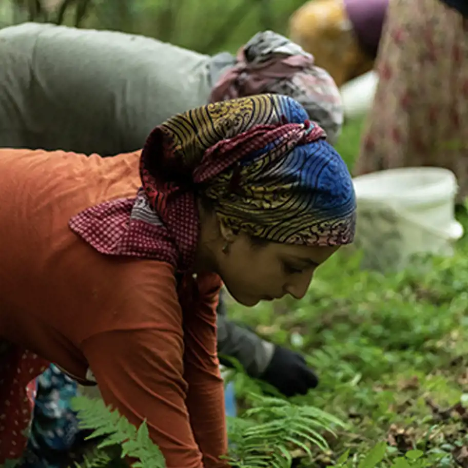 Kvinnor som plockar hasselnötter, från skörden i september 2021 i Avellas egen lund.