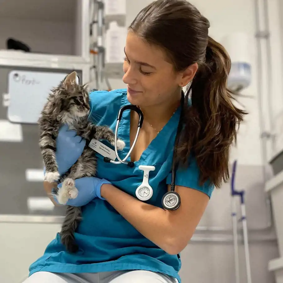En kvinnlig veterinär i blå arbetskläder och handskar håller en lurvig grå och vit kattunge. Hon ler och tittar på kattungen som ser tillbaka på henne. I bakgrunden syns en klinikmiljö med medicinsk utrustning och vita väggar.