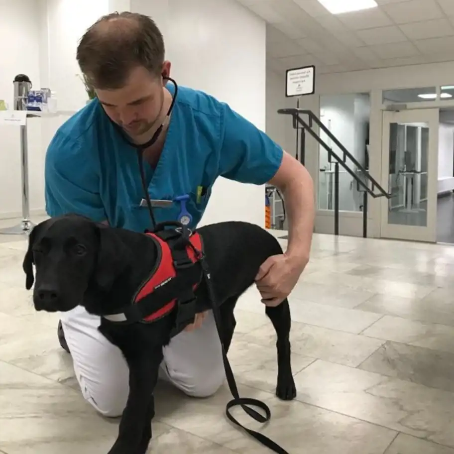 En manlig veterinär i blå arbetskläder lyssnar på hjärtat på en svart hund med röd sele med hjälp av ett stetoskop. De befinner sig i en ljus klinikmiljö med vita väggar, marmorgolv och glasdörrar i bakgrunden.