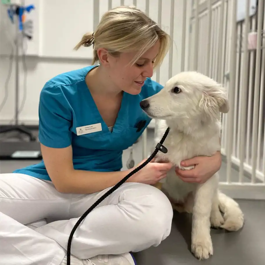 En kvinnlig veterinär i blå arbetskläder sitter på golvet bredvid en vit hund i ett klinikrum. Hon håller försiktigt hundens framben och tittar på den med ett lugnt leende. Hundens koppel ligger i hennes knä, och i bakgrunden syns metallburar och klinikutrustning.