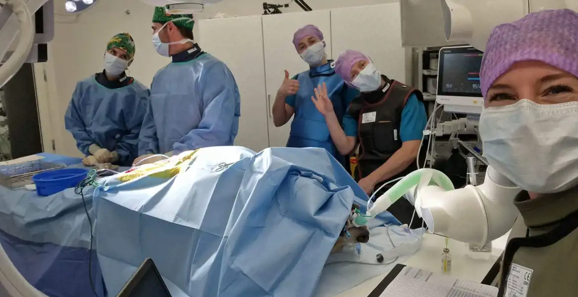 Ett team av veterinärer i operationssal utför en operation på ett djur som är täckt av blå operationsdukar. Flera personer poserar och ler mot kameran med munskydd och operationskläder. Operationsutrustning och övervakningsmonitorer syns i bakgrunden.