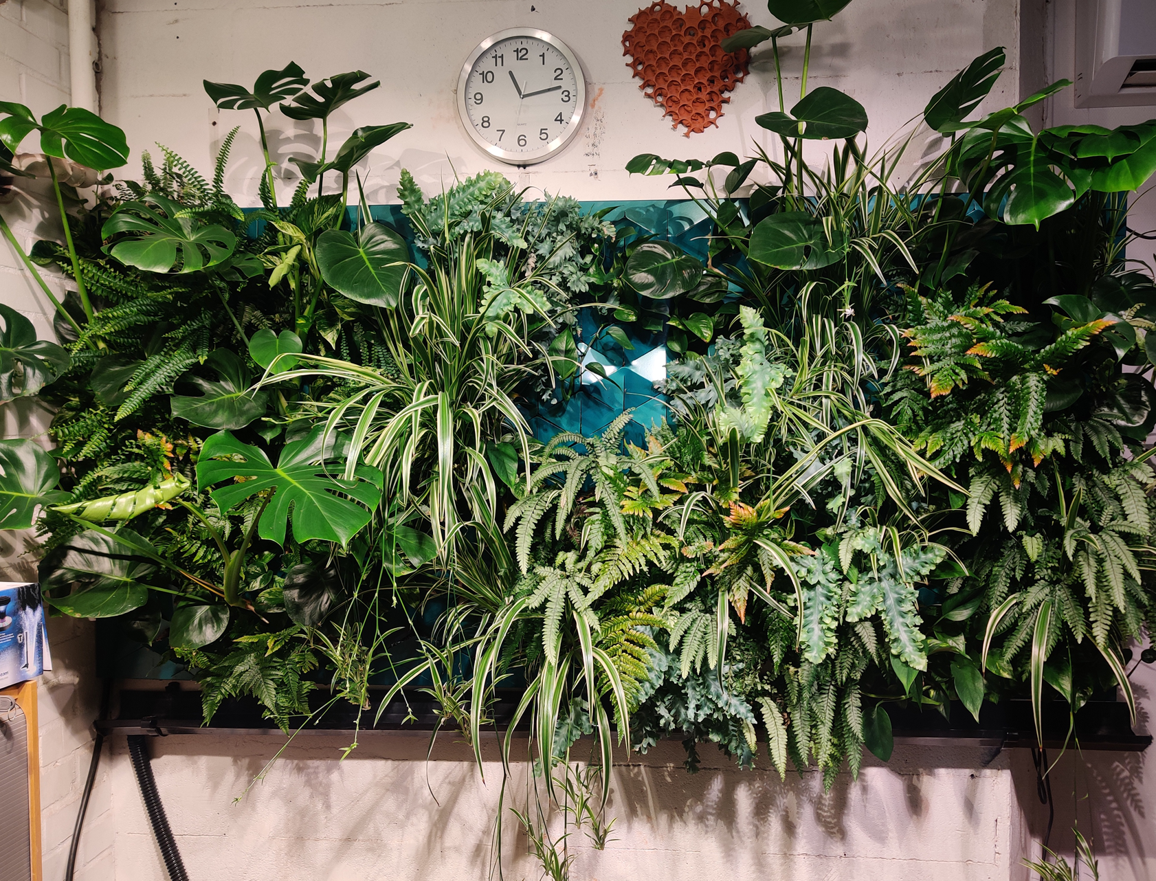 Inomhusväxtvägg från Butong med frodig grönska av stora blad och ormbunkar, monterad mot en vägg med klocka ovanför.