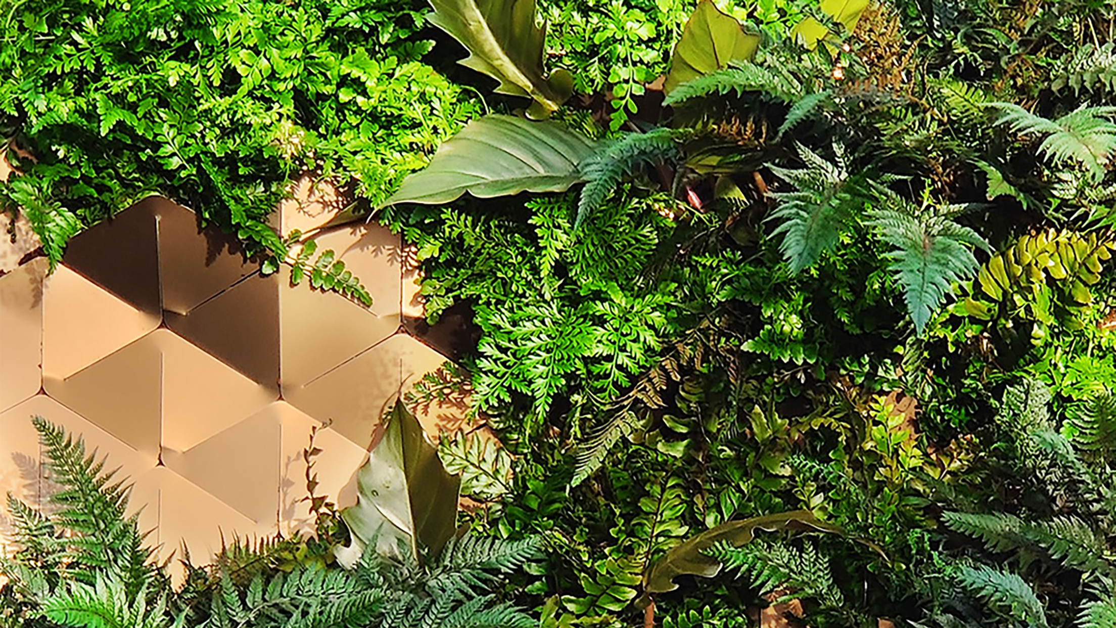 Närbild av en grön växtvägg med frodiga ormbunkar och blad som växer mellan Butongs ljusa, hexagonformade paneler.