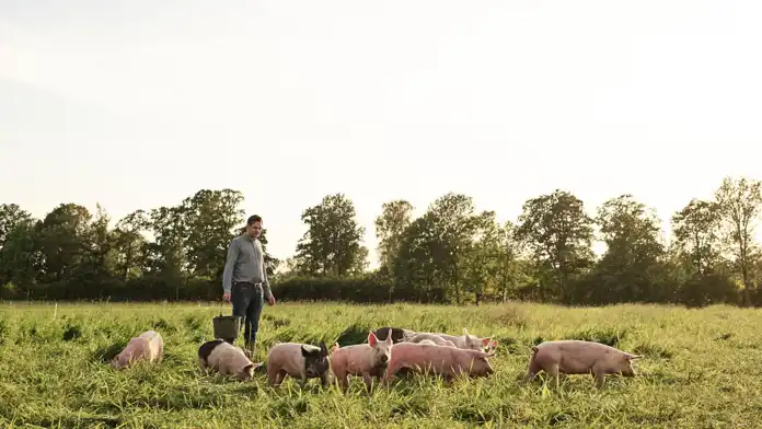 Anders Gunnarsson tillsammans med sina grisar