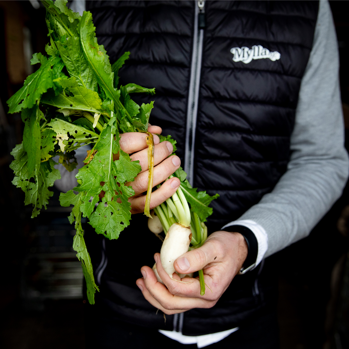 En person i svart vadderad väst med logotypen "Mylla" håller en knippe färska rovor med gröna blad. Bladen har små hål, vilket antyder naturlig odling. Personen bär en grå långärmad tröja under västen och en smartklocka på handleden. Bakgrunden är mörk och suddig.