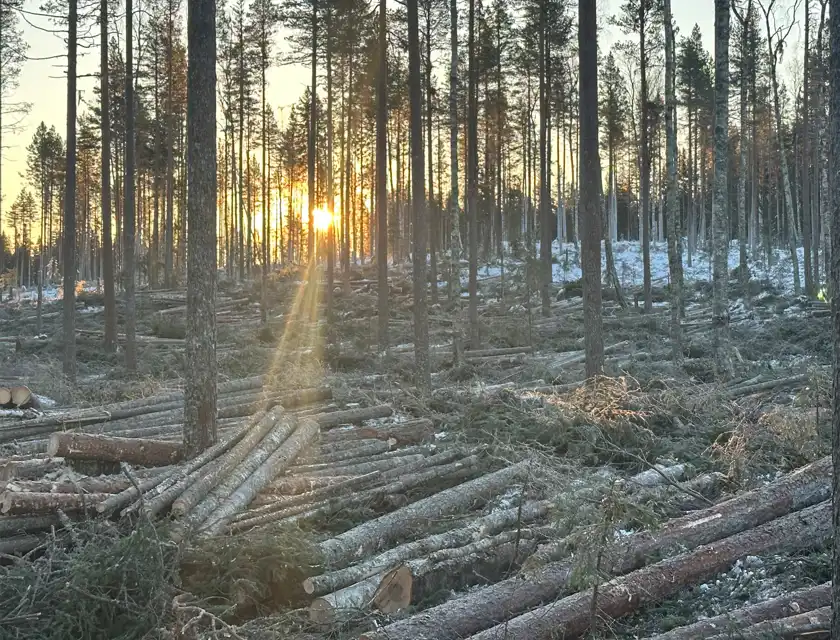 En avverkad skog med liggande trädstammar och grenar spridda över marken. Solen går ner mellan de kvarstående tallarna och kastar ett varmt ljus över landskapet. Snö täcker delar av marken och trädstammarna.