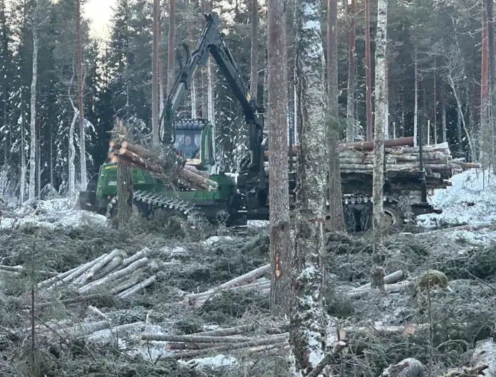 En grön skotare lastar timmer i en snötäckt skog. Maskinen har en lång kran med gripklo som lyfter en bunt stockar och placerar dem på lastutrymmet. Föraren syns genom hyttens fönster. Marken är täckt av avverkade träd, grenar och snö, medan tät skog står kvar i bakgrunden.
