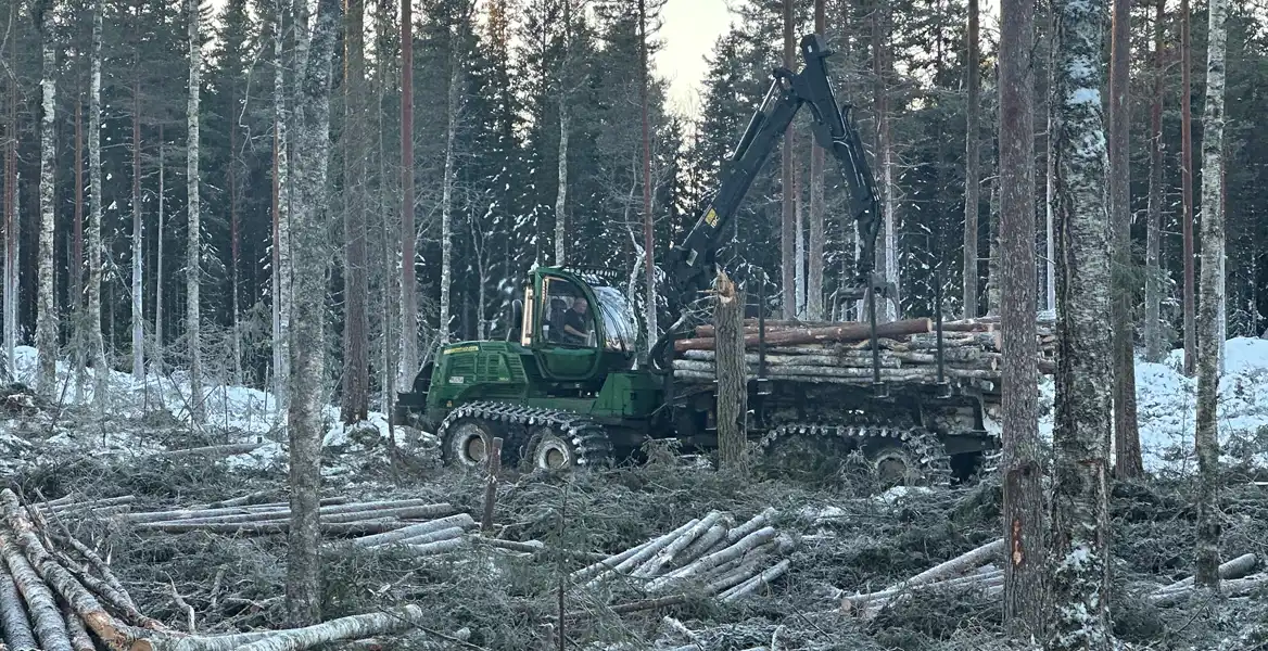 En grön skotare lastar timmer i en snötäckt skog. Maskinen har en lång kran med gripklo som lyfter en bunt stockar och placerar dem på lastutrymmet. Föraren syns genom hyttens fönster. Marken är täckt av avverkade träd, grenar och snö, medan tät skog står kvar i bakgrunden.