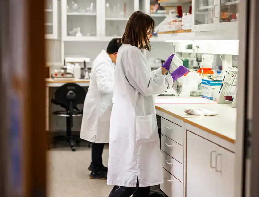 Två personer i vita labbrockar arbetar i ett laboratorium. En av dem står vid en bänk och hanterar prover med lila engångshandskar, medan den andra sitter vid ett mikroskop. Rummet är ljust med vita skåp och laboratorieutrustning.
