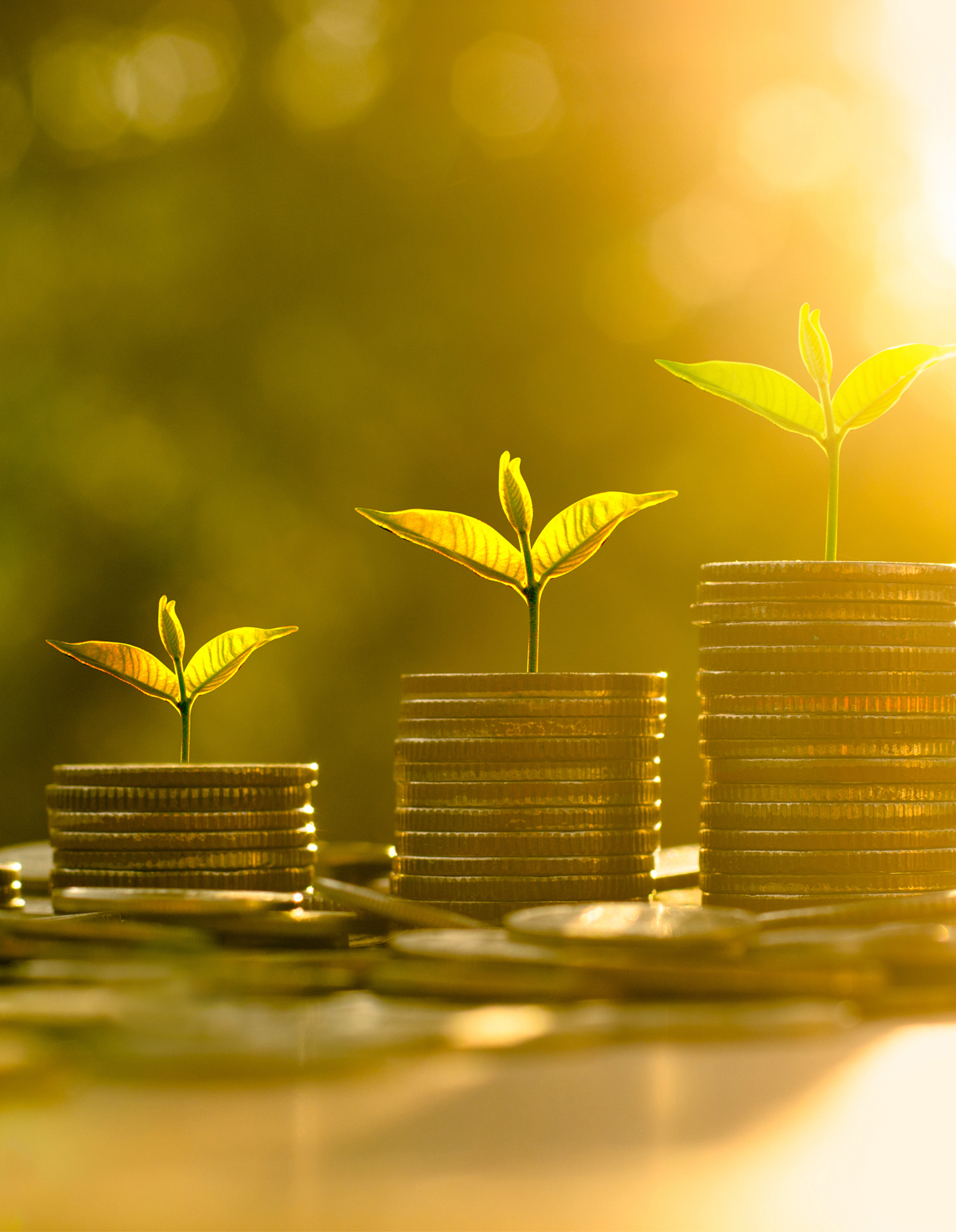 Travar med mynt i motljus, där det börjat gro plantor. 
