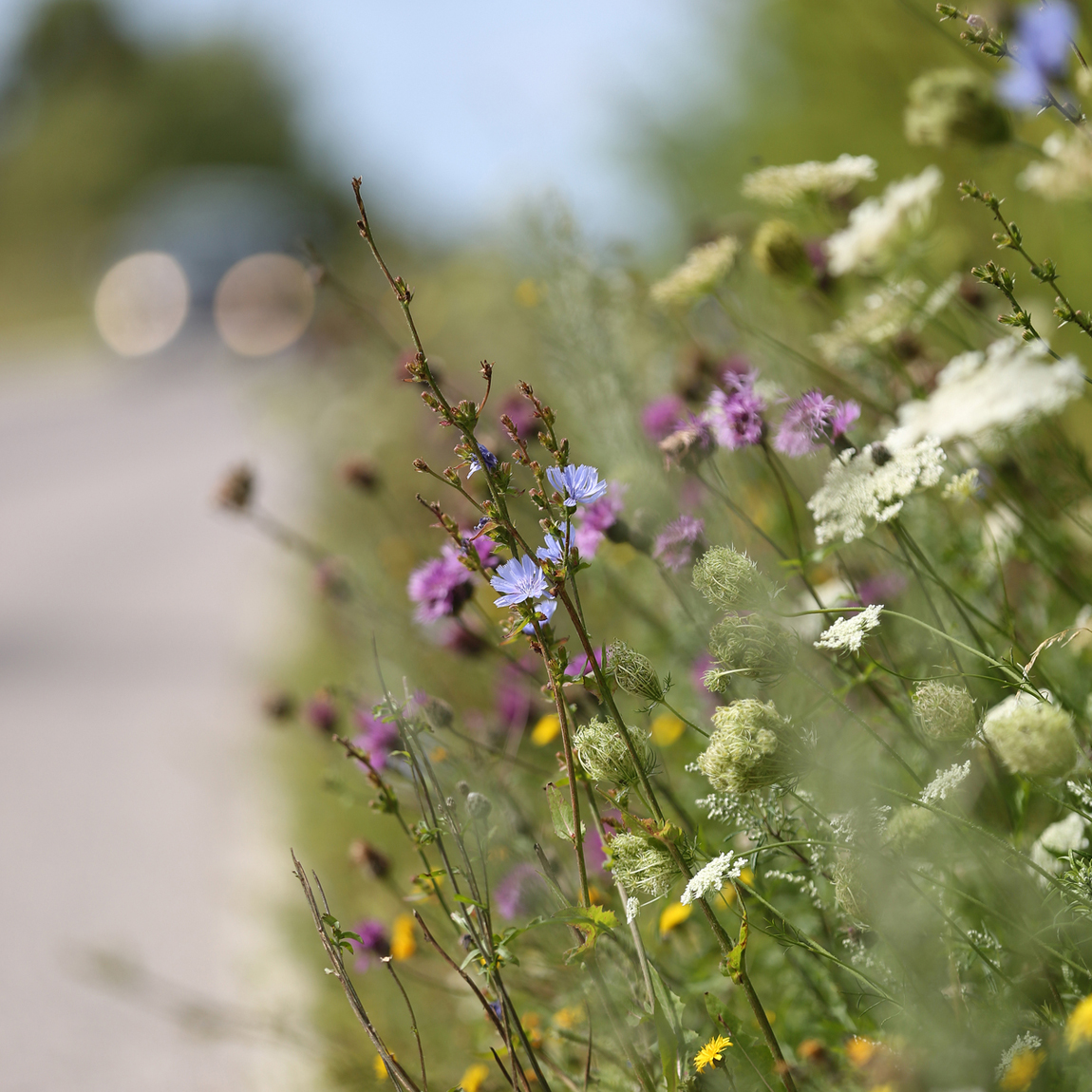 En närbild av en blomstrande vägkant med olika vilda blommor i färger som blått, lila, vitt och gult. I bakgrunden syns en suddig landsväg med en bil på avstånd. Bilden fångar känslan av biologisk mångfald och naturens skönhet längs vägkanter.