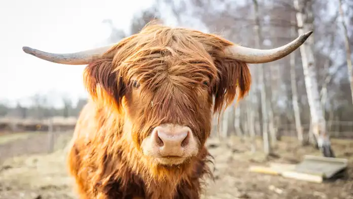 En ko av rasen highland cattle i sin hage på Lilla Bjers gård.