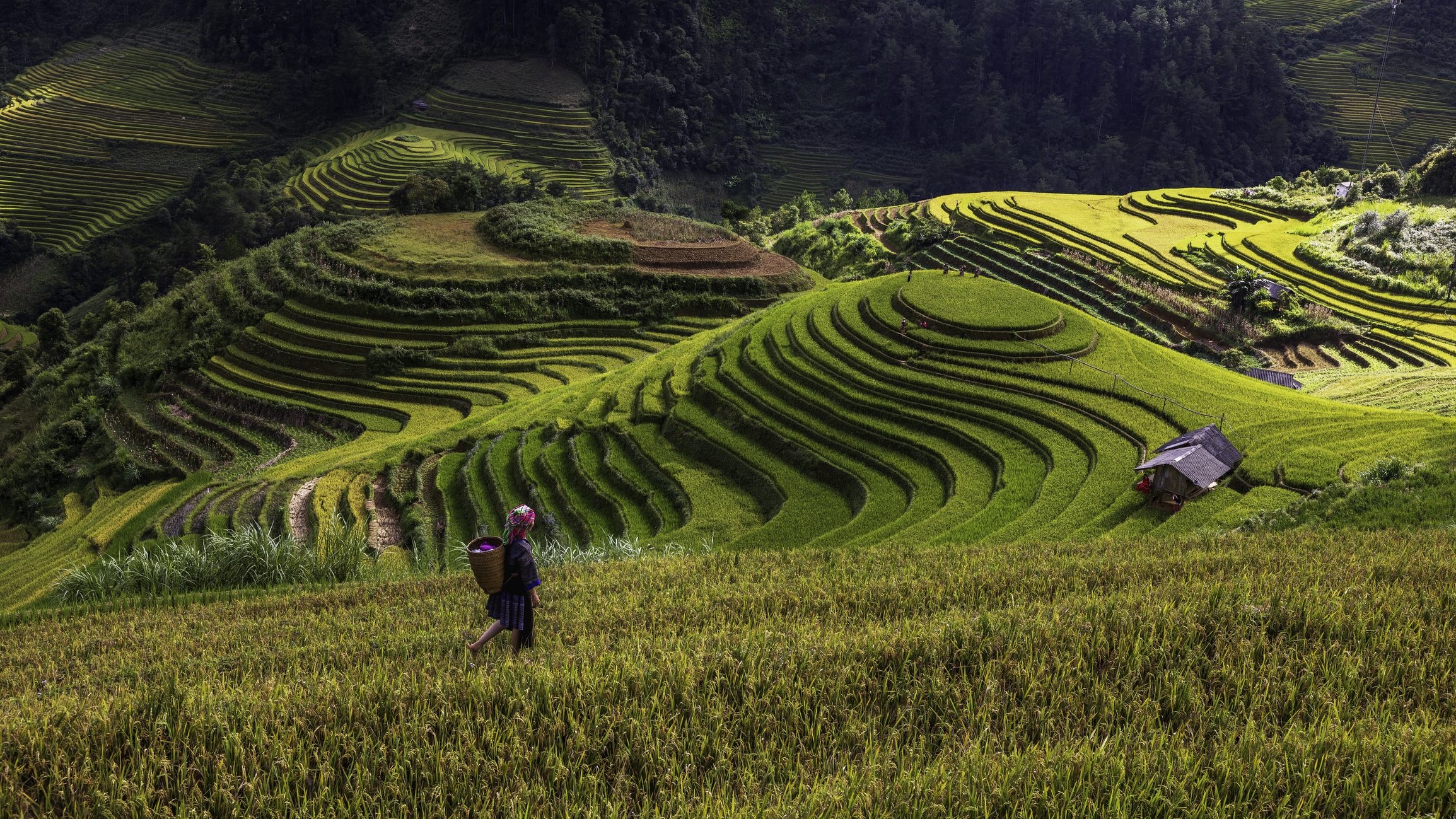 Mu Cang Chai Vietnam