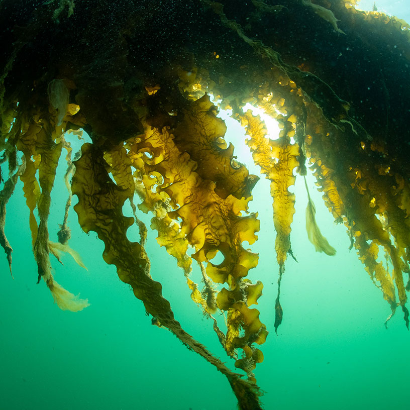 Nordic Seafarm