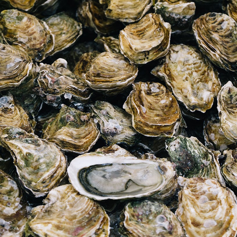 Ostrea
